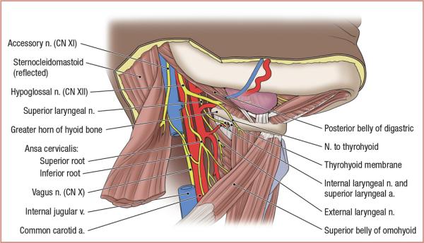 thumbs/Carotid Triangle.jpeg.jpg